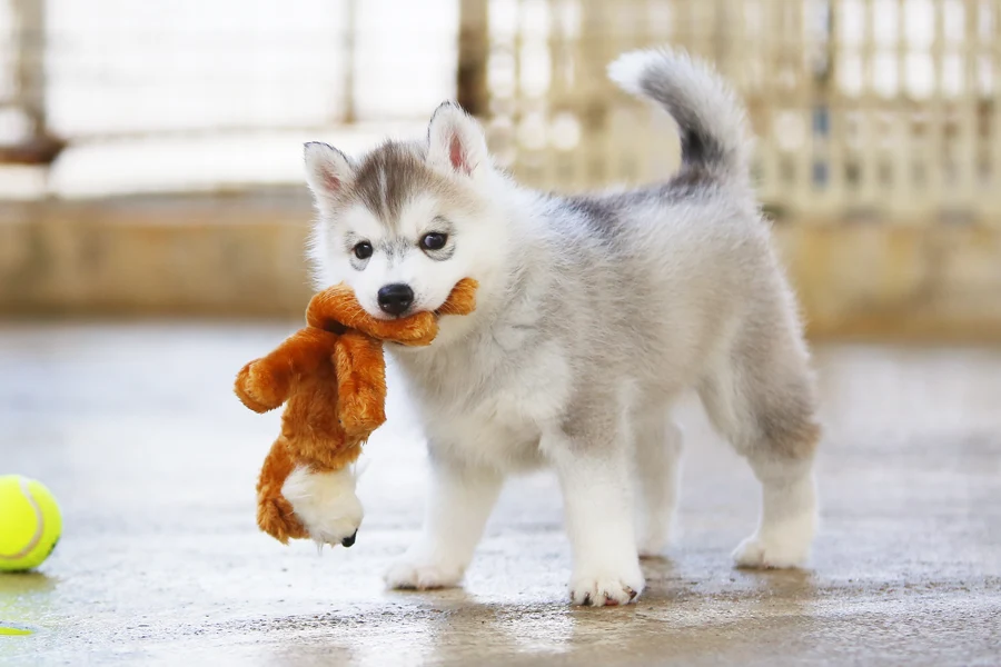 Dogs